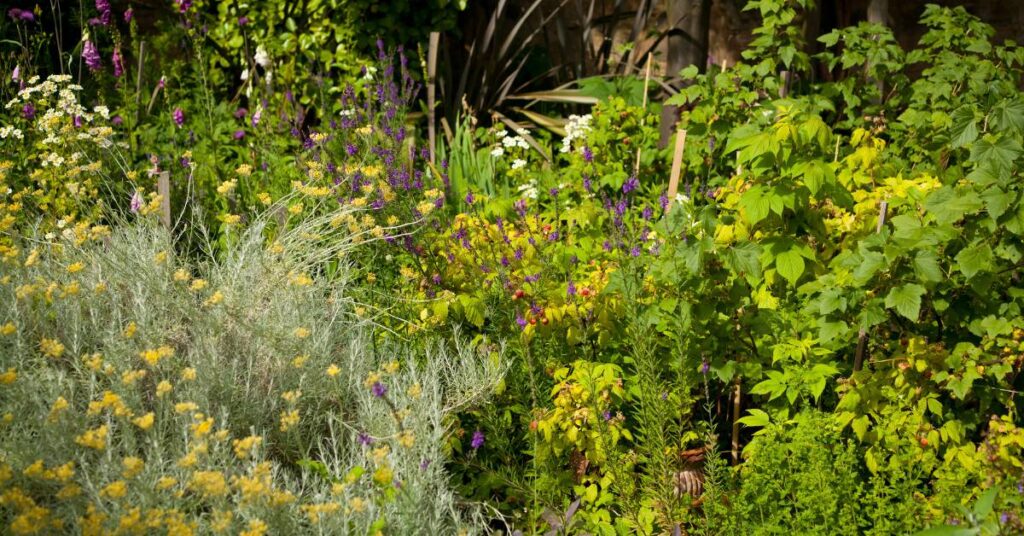 bioróżnorodność dziki ogród