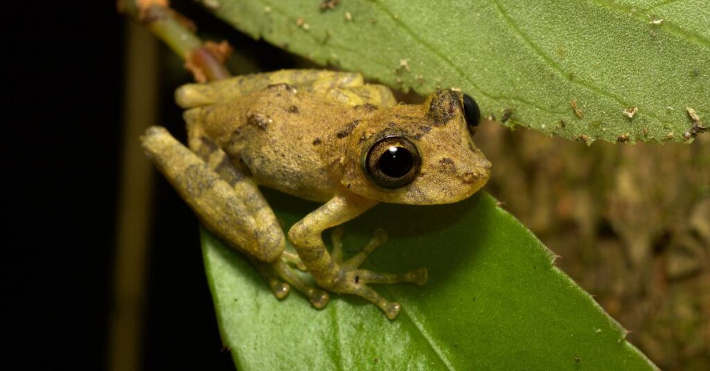 bioróżnorodność żaba