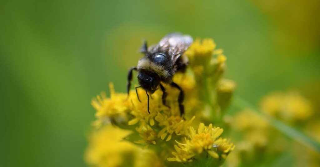 bioróżnorodność zapylacze