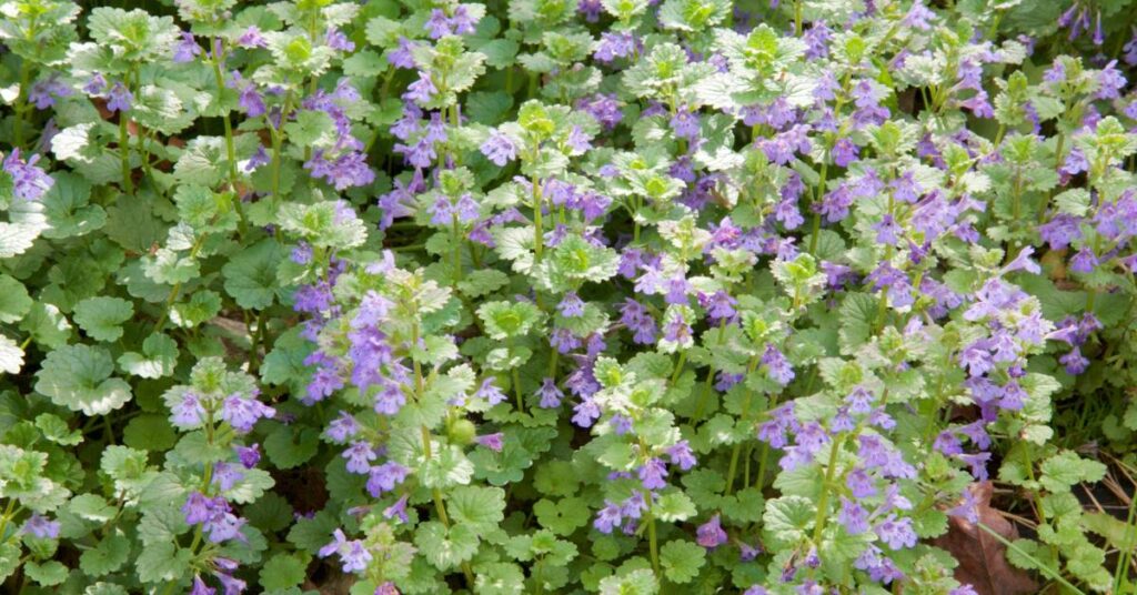 dzikie rośliny jadalne w ogrodzie bluszczyk kurdybanek