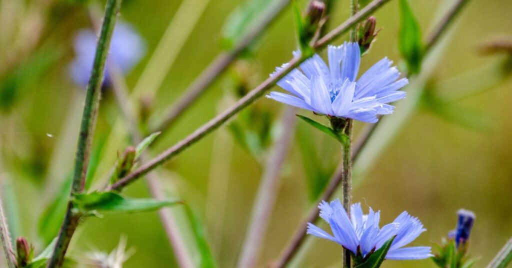 dzikie rośliny jadalne w ogrodzie cykoria podróżnik