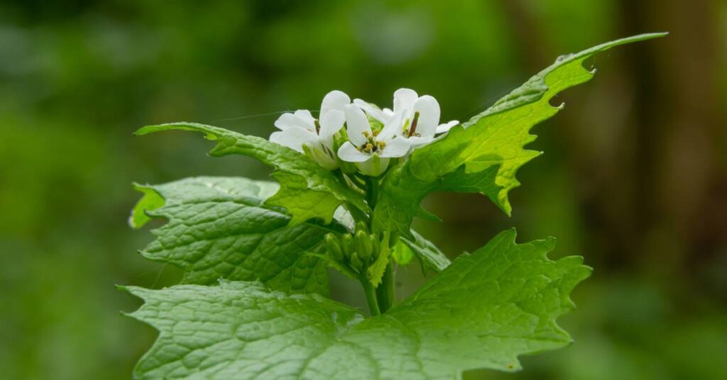dzikie rośliny jadalne w ogrodzie czosnaczek pospolity