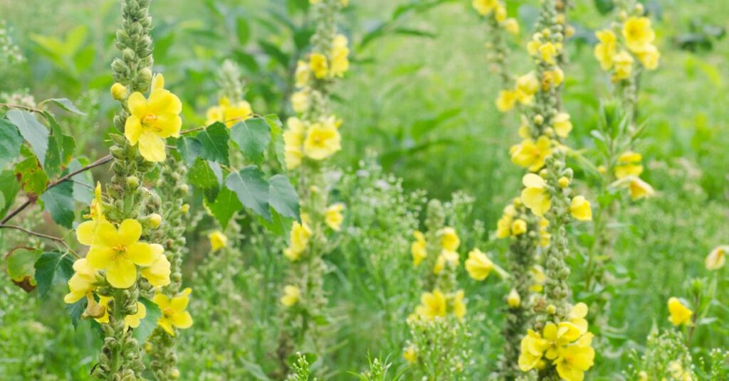 dzikie rośliny jadalne w ogrodzie dziewanna
