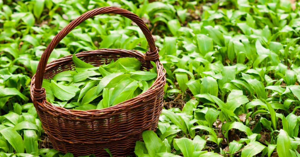 dzikie rosliny jadalne w ogrodzie glowne