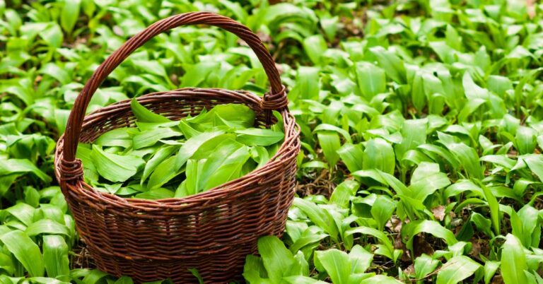 dzikie rosliny jadalne w ogrodzie glowne