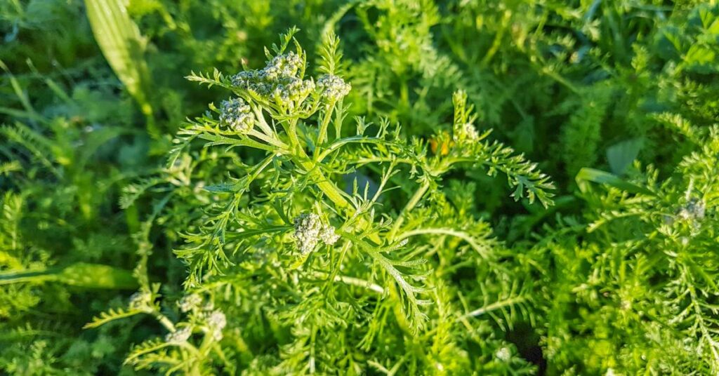 dzikie rośliny jadalne w ogrodzie krwawnik pospolity
