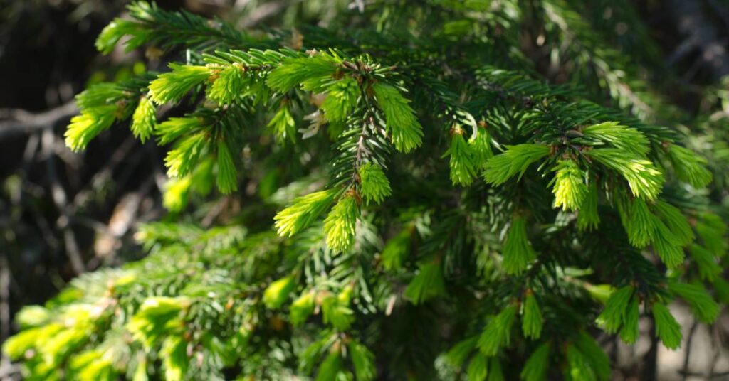 dzikie rośliny jadalne w ogrodzie pędy świerku