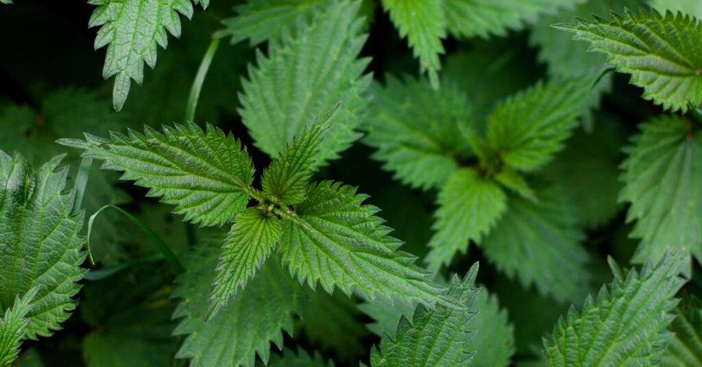 dzikie rośliny jadalne w ogrodzie pokrzywa