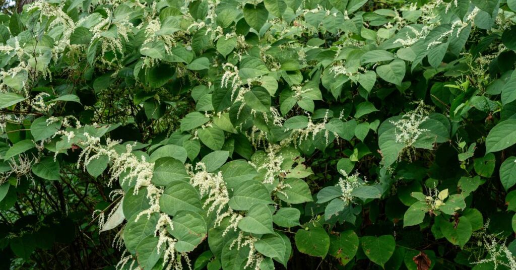 dzikie rośliny jadalne w ogrodzie rdestowiec japoński