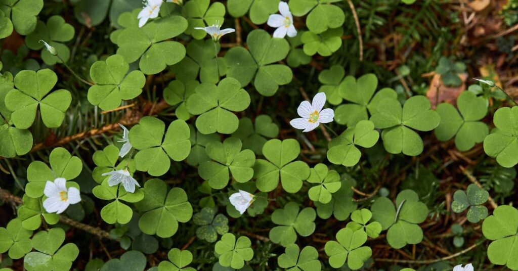 dzikie rośliny jadalne w ogrodzie szczawik zajęczy