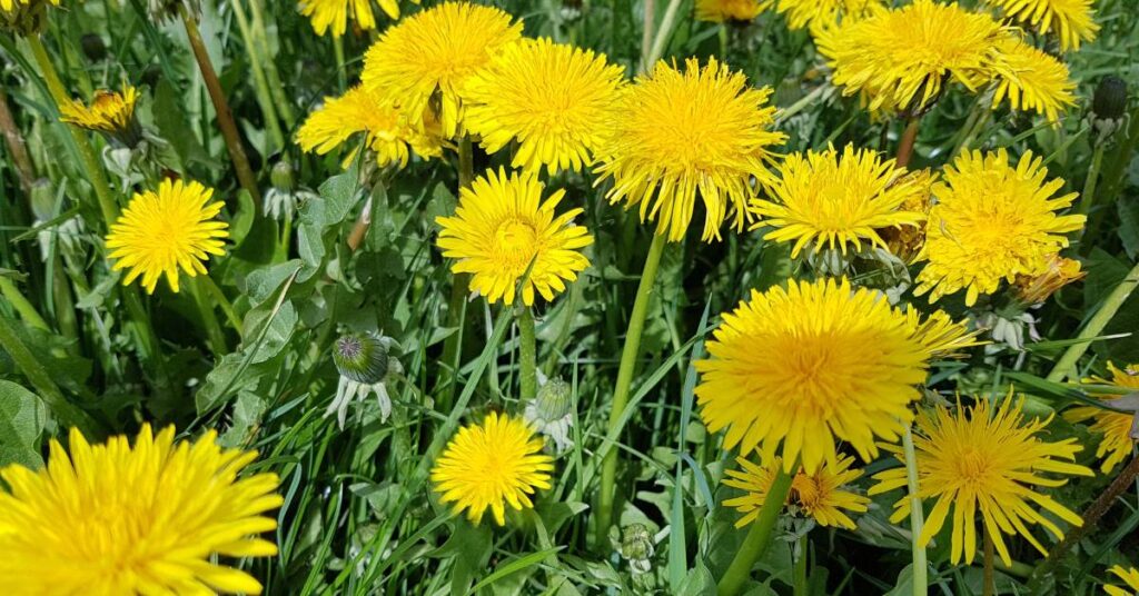 dzikie rośliny jadalne w ogrodzie taraxacum officinale (mniszek lekarski)