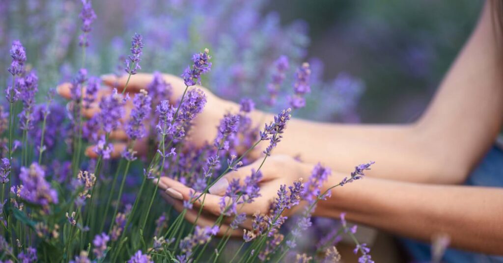 jak pielęgnować ogród lawenda