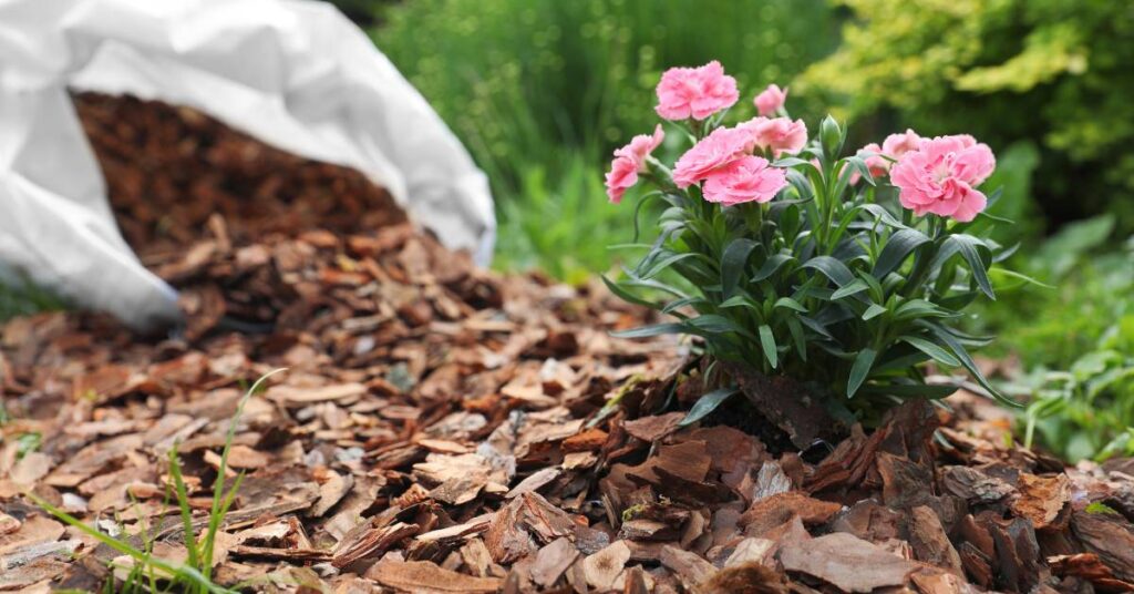 jak pielęgnować ogród mulczowanie