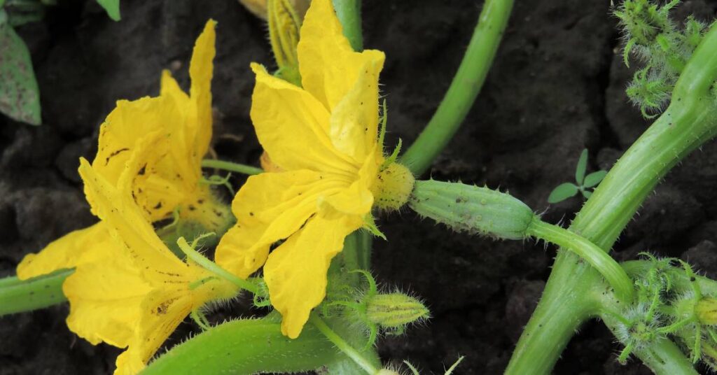 które owoce, kwiaty, warzywa można sadzić w którym miesiącu w przydomowym ogrodzie ogórki