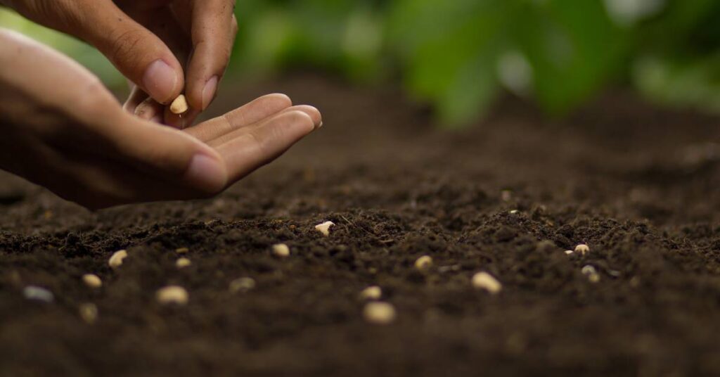 które owoce, kwiaty, warzywa można sadzić w którym miesiącu w przydomowym ogrodzie sadzenie