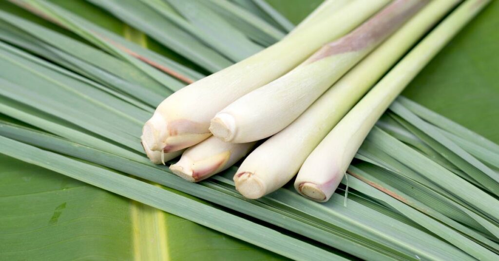 kuchnia wietnamska trawa cytrynowa