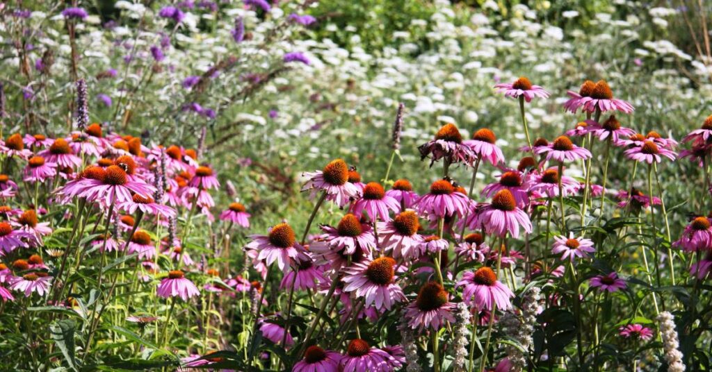 lato w ogrodzie jeżówka purpurowa