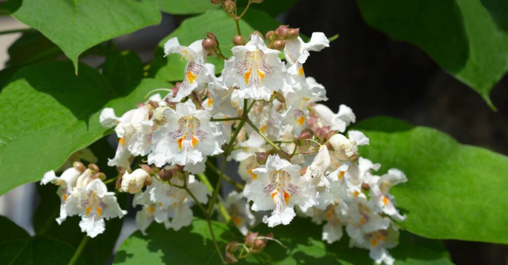 lato w ogrodzie katalpa