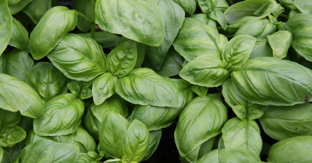 pizza przyprawy bazylia