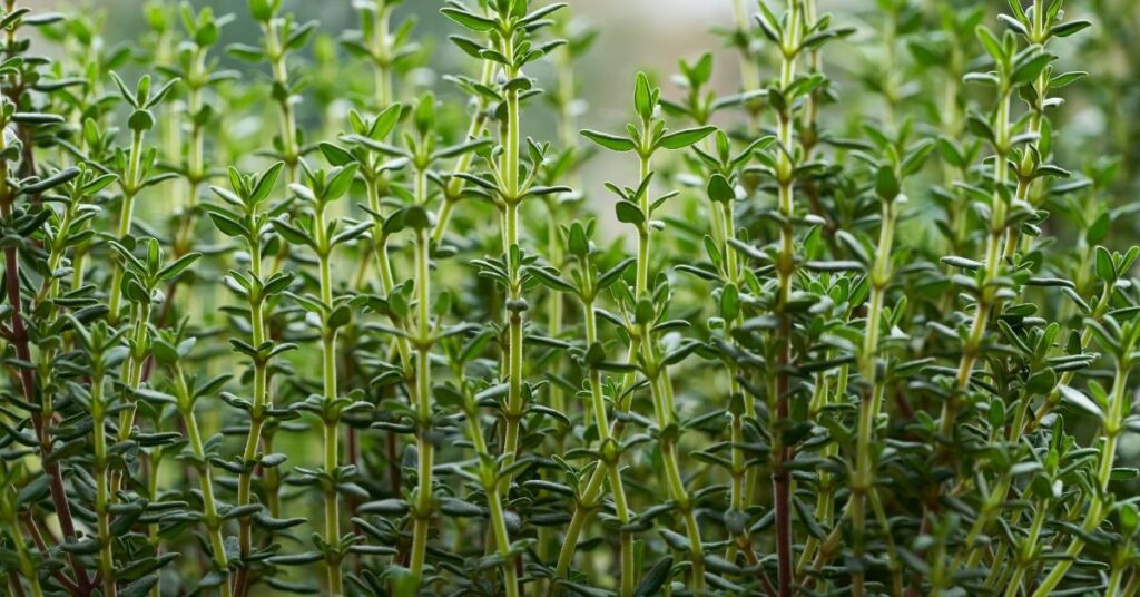 pizza przyprawy macierzanka