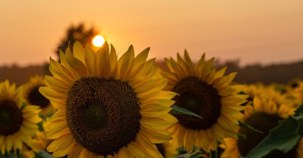 sierpień w ogrodzie