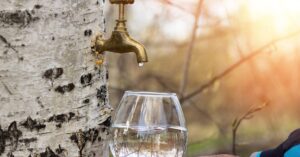 sok z brzozy jakie ma wlasciwosci kiedy i jak go pozyskac glowne