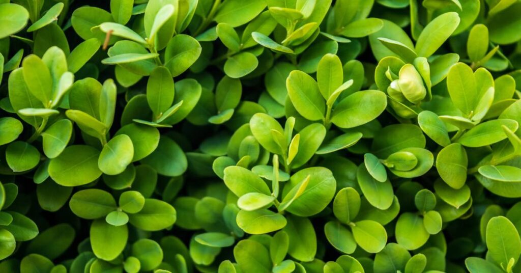 święconka wielkanocna bukszpan