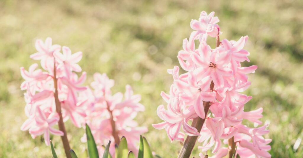 wiosna hiacynty