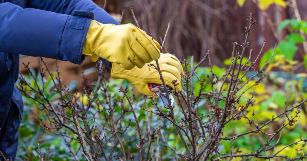 zima w ogrodzie przycinanie