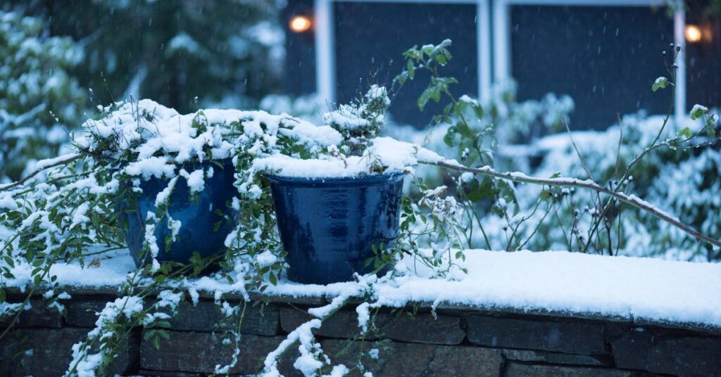 zima w ogrodzie zaśnieżona doniczki