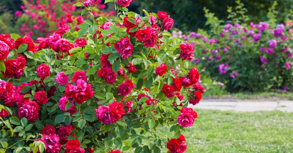 skorupki po jajkach zastosowanie w ogrodzie róże