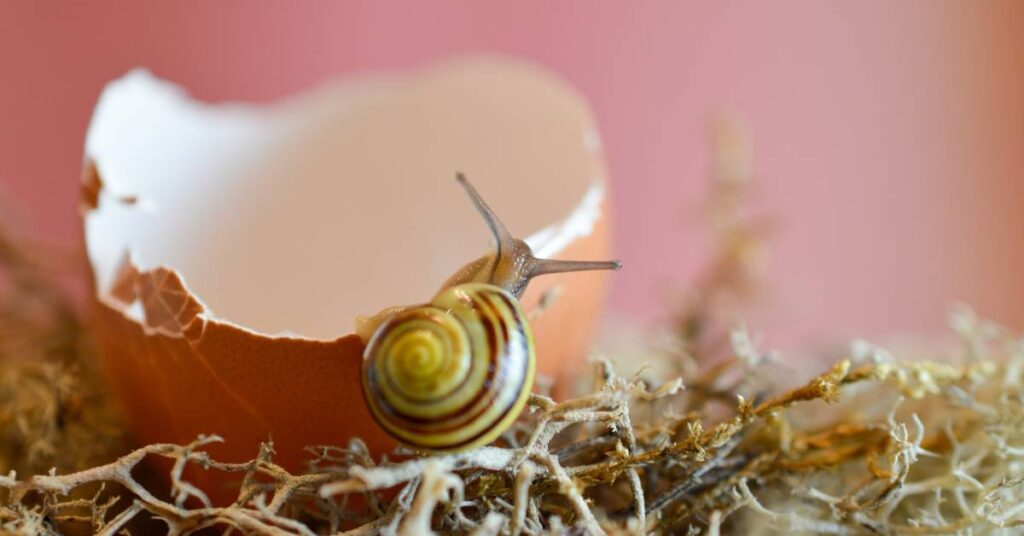 skorupki po jajkach zastosowanie w ogrodzie ślimaki