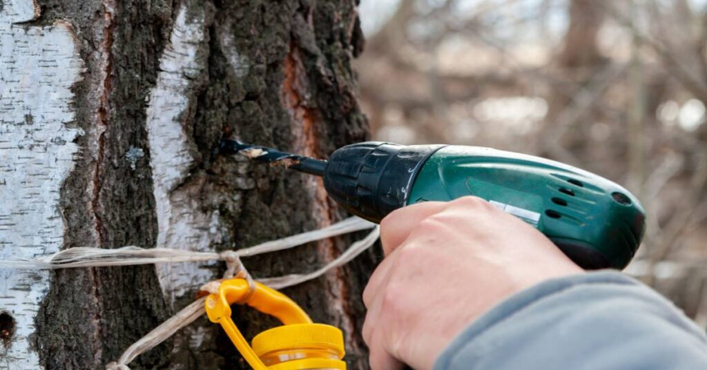 sok z brzozy jakie ma właściwości, kiedy i jak go pozyskać nawiercanie